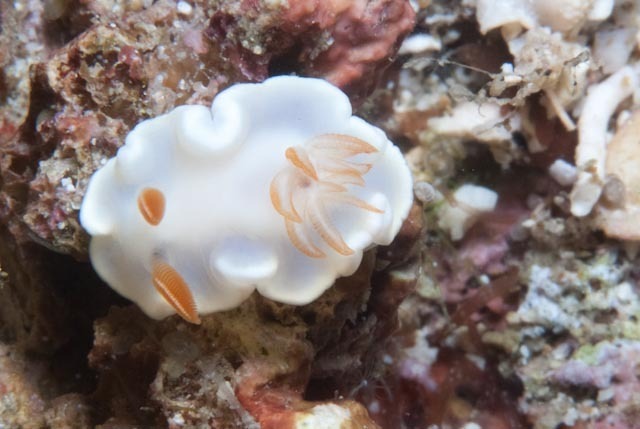 White-centred Rainbow Dorid