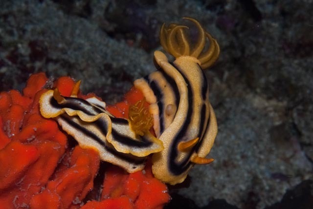 Josh's Chromodoris