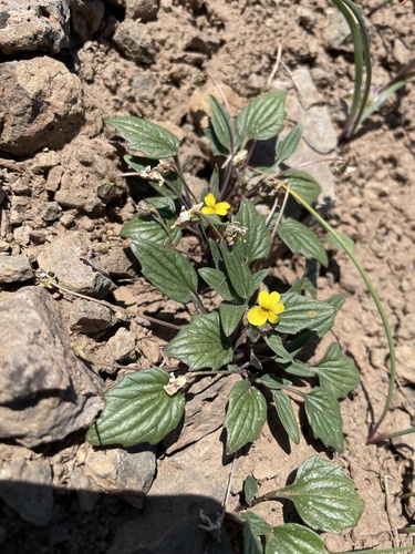 Viola purpurea var. venosa