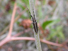 Agapanthia suturalis