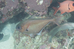 Pempheris oualensis