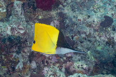 Forcipiger longirostris