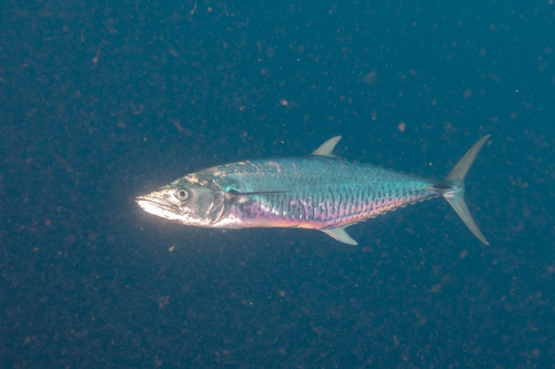 Narrow-banded Spanish Mackerel
