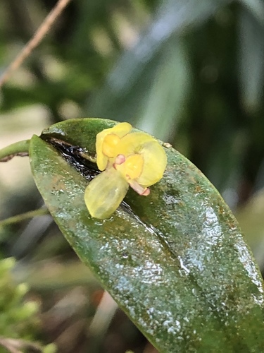 Pleurothallis dorotheae, photograph 1
