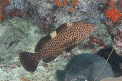 Epinephelus maculatus