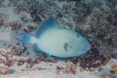 Pseudobalistes fuscus