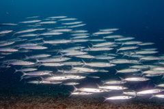 Bigeye Barracuda photo 4