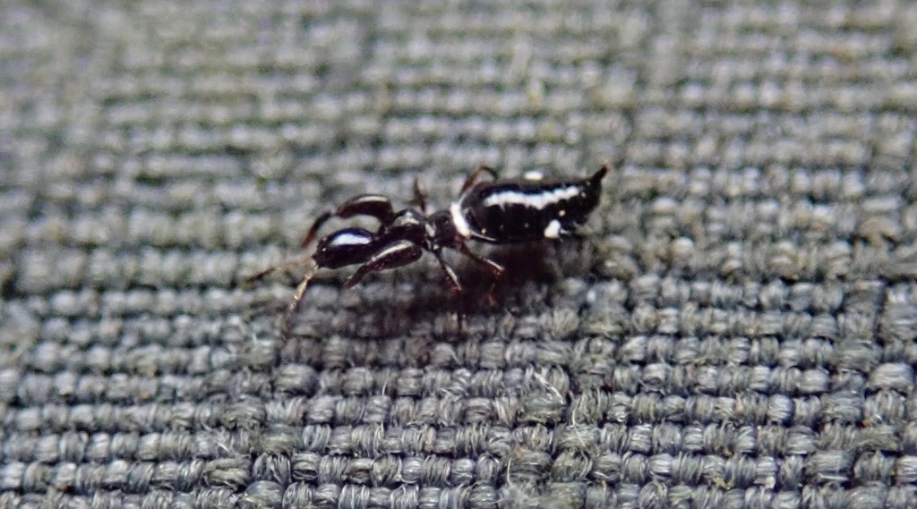 Compsothrips jacksoni