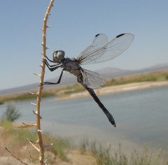 Libellula composita