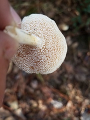 Hydnum albidum