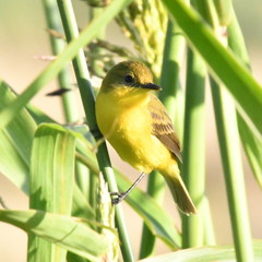 Pseudocolopteryx acutipennis