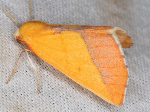 Pergilvary moth
