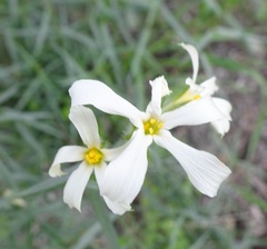 Phlox tenuifolia
