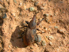 Pseudocleonus carinatus