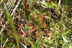 Drosera
