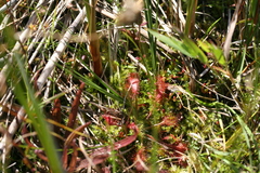 Drosera