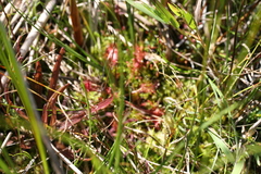 Drosera