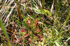 Drosera