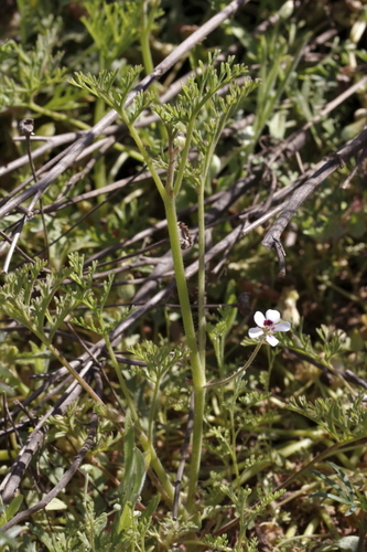 Image of Pelargonium senecioides by (c) Karen Eichholz, some rights reserved (CC BY)