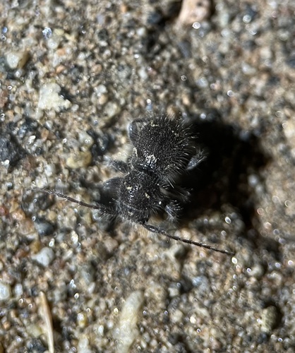 Hairy Borer photo 2