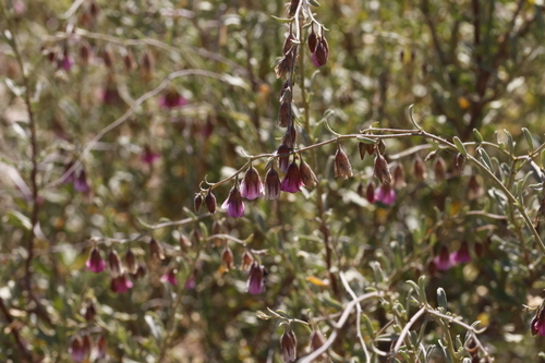 Image of Hermannia trifurca by (c) Karen Eichholz, some rights reserved (CC BY)