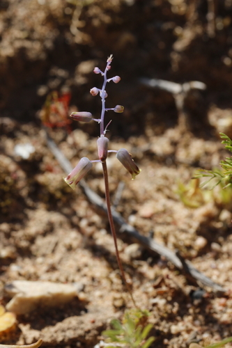 Image of Lachenalia hirta by (c) Karen Eichholz, some rights reserved (CC BY)
