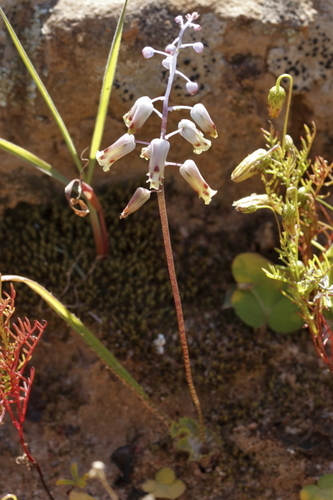Image of Lachenalia hirta by (c) Karen Eichholz, some rights reserved (CC BY)