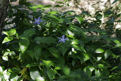 Vinca difformis