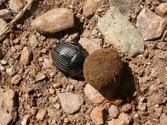 Scarabaeus laticollis