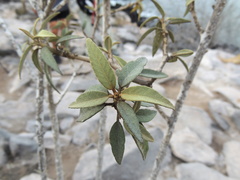 Croton scouleri