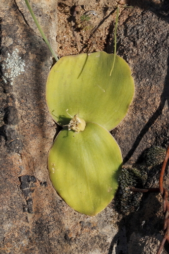 Massonia depressa
