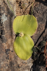 Massonia depressa