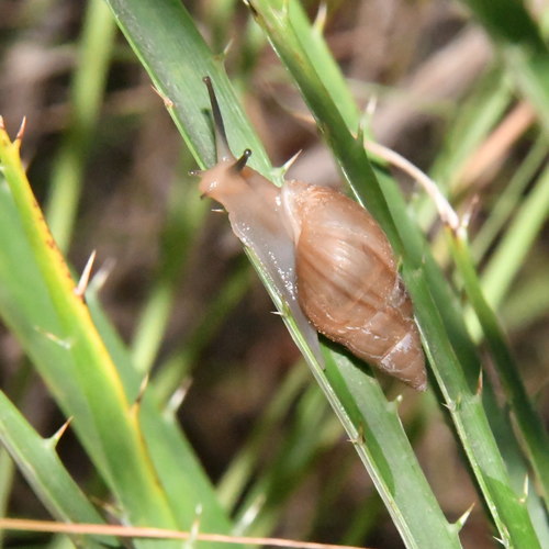 Ghost Bulimulus
