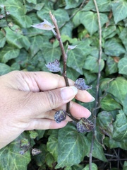 Pseudoidium araliacearum