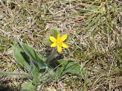 Hypoxis costata