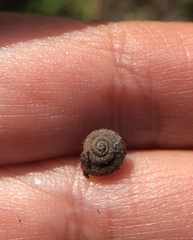 Xerotricha conspurcata