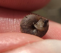 Xerotricha conspurcata