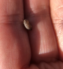 Xerotricha conspurcata