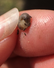 Xerotricha conspurcata