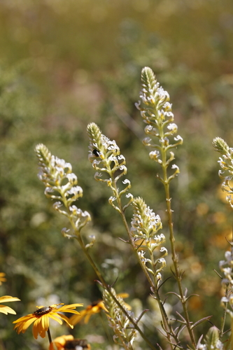 Image of Hebenstretia dentata by (c) Karen Eichholz, some rights reserved (CC BY)