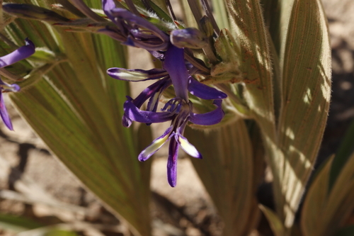 Image of Babiana ecklonii by (c) Karen Eichholz, some rights reserved (CC BY)
