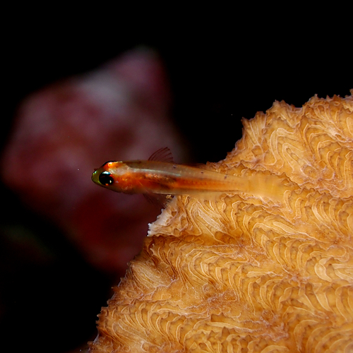 Bloodspot pygmygoby (Trimma anaima) — Gobiidae — 2