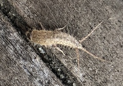 Ctenolepisma ciliatum