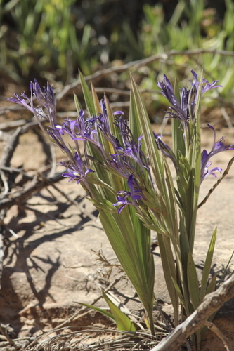 Image of Babiana ecklonii by (c) Karen Eichholz, some rights reserved (CC BY)
