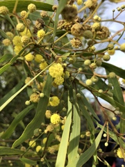 Acacia retinodes