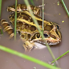 Leptodactylus luctator