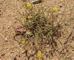 Lessingia glandulifera