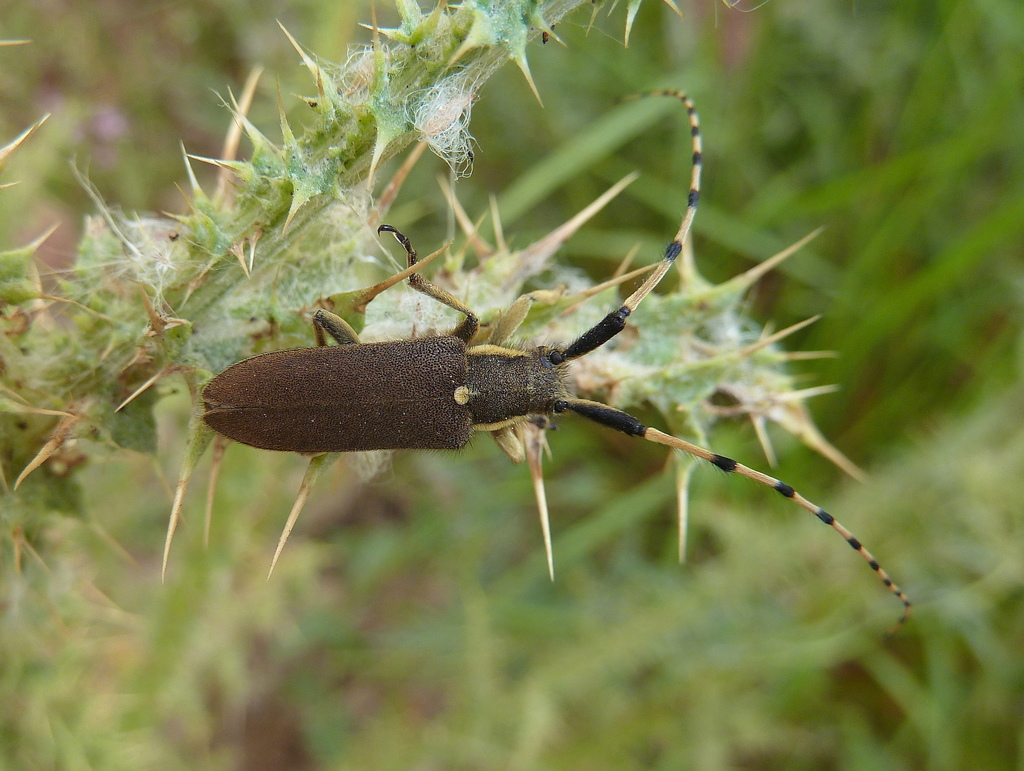 Agapanthia annularis