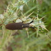 Agapanthia annularis - Photo (c) Philmarin, alguns direitos reservados (CC BY-SA)