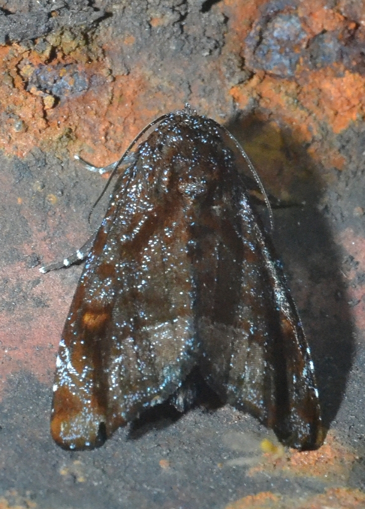 Vespola caeruleifera